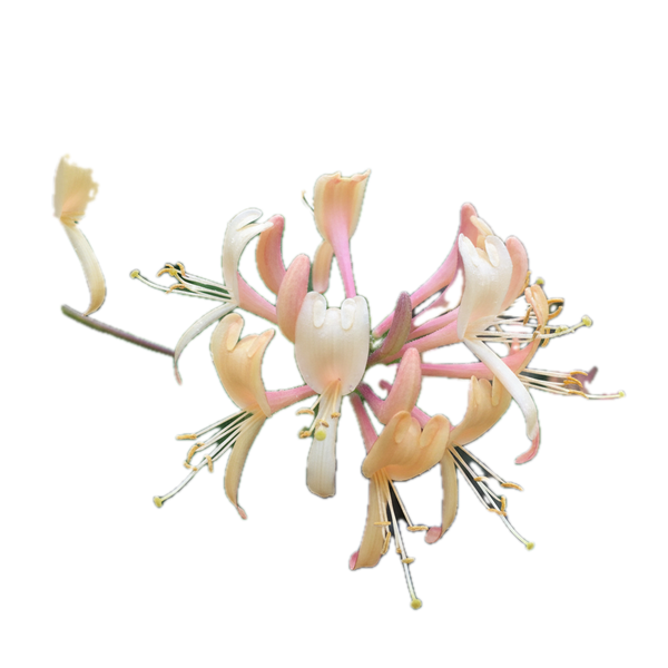 Honeysuckle Flower
