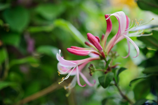 Honeysuckle Flower