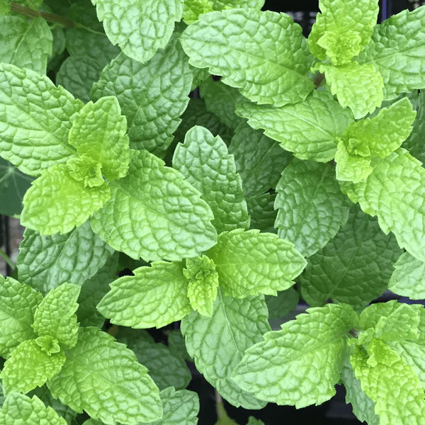 Mentha-Camphor